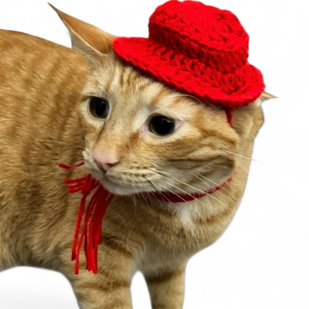 Winter Cat Hat & Scarf